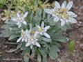 Alpine snow flower,Ladys mantie